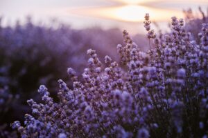 lavender
