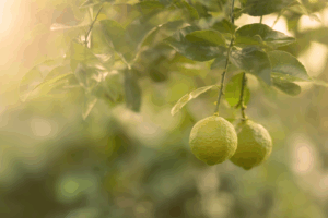 bergamot